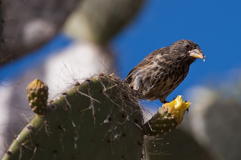 Image of Espanola Cactus Finch