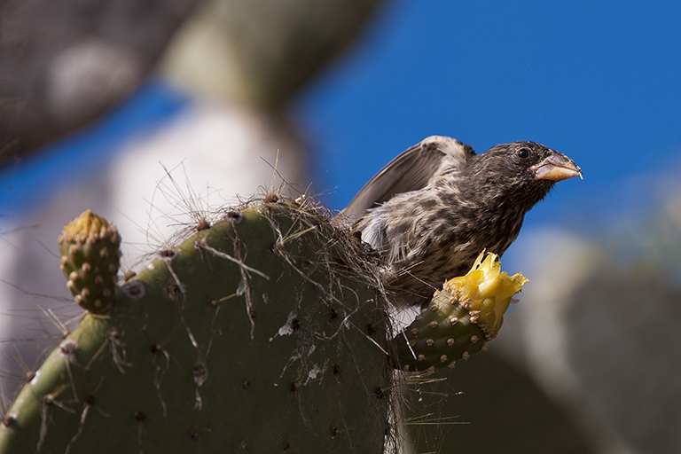 Image of Espanola Cactus Finch