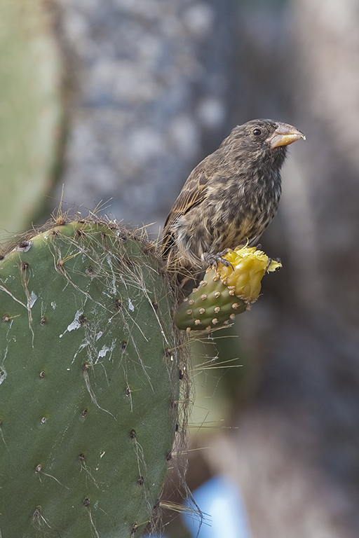 Image of Espanola Cactus Finch