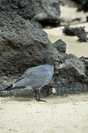 Image of Lava Gull