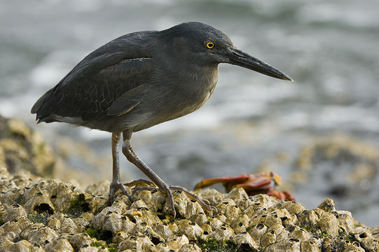 Image de Héron des Galapagos