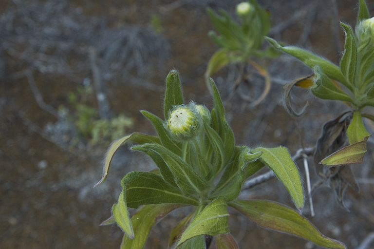 Scalesia villosa (rights holder: 2013 California Academy of Sciences)