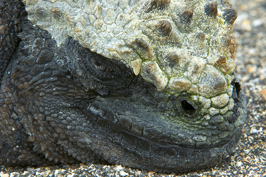 Image of Fernandina Marine Iguana