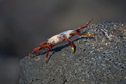 Image of Sally lightfoot crab