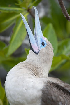 Image of Red-footed Booby