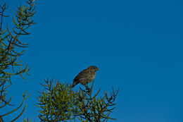 Image of Small Ground Finch