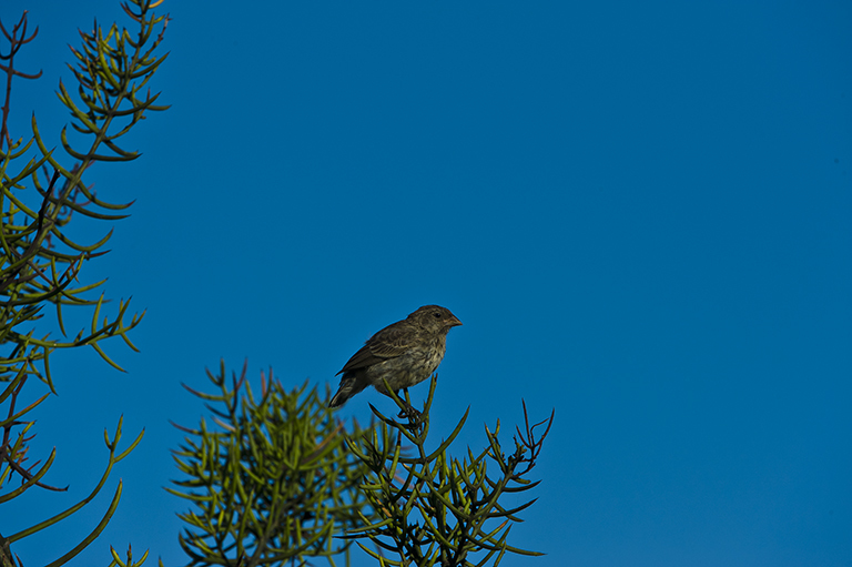 Image of Small Ground Finch