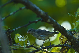 صورة Geospiza fuliginosa Gould 1837