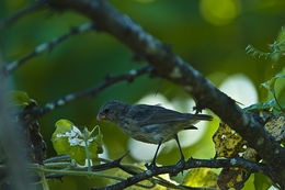 صورة Geospiza fuliginosa Gould 1837