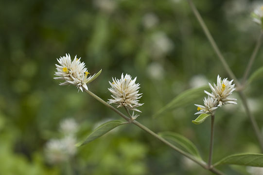 Image de Alternanthera echinocephala (Hook. fil.) Christopherson