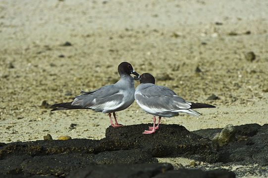 Image of Swallow-tailed Gull