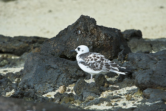 Image of Swallow-tailed Gull