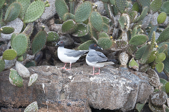 Image of Swallow-tailed Gull