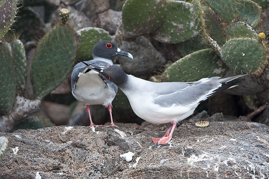 Image of Swallow-tailed Gull