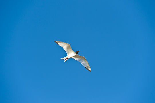 Image of Swallow-tailed Gull