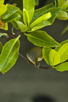 Imagem de Setophaga petechia aureola (Gould 1839)