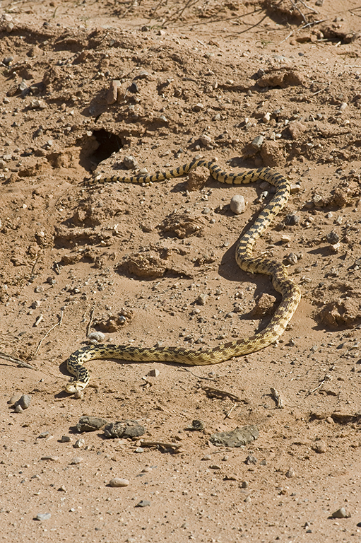 Image of Pituophis catenifer deserticola Stejneger 1893