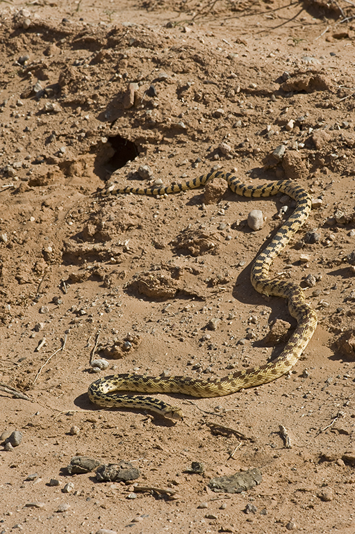 Image of Pituophis catenifer deserticola Stejneger 1893