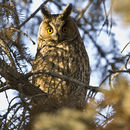 Image of Long-eared Owl