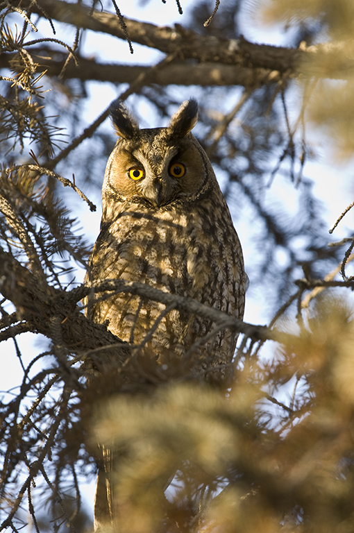 Image of Long-eared Owl