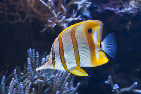 Image of Banded Longsnout Butterflyfish