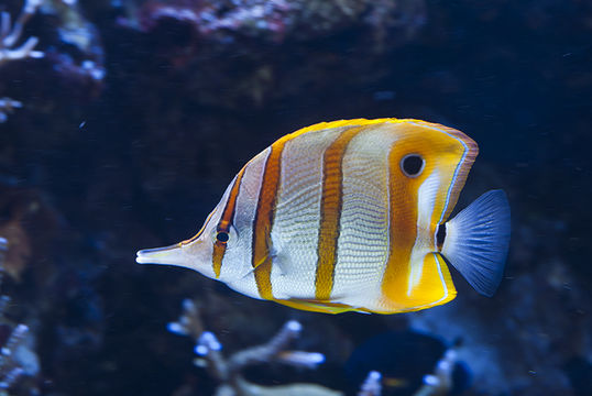 Image of Banded Longsnout Butterflyfish