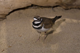 Image of Killdeer