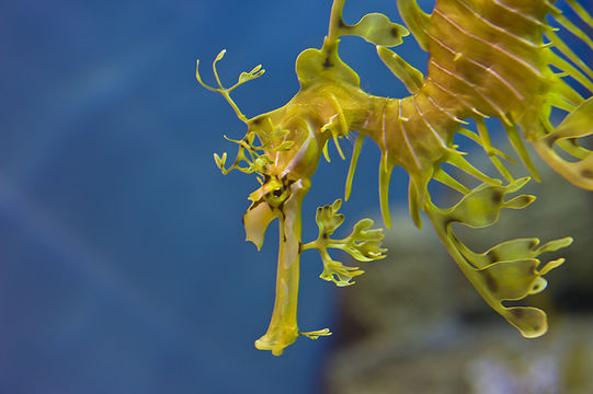 Image of Glauerts Seadragon