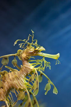 Image of Glauerts Seadragon