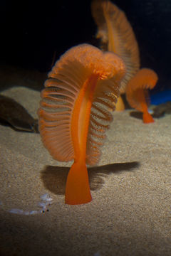 Image of Gurney's sea pen