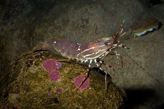 Image of California Spot Prawn