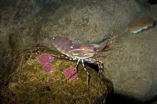 Image of California Spot Prawn