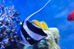 Image of Bannerfish