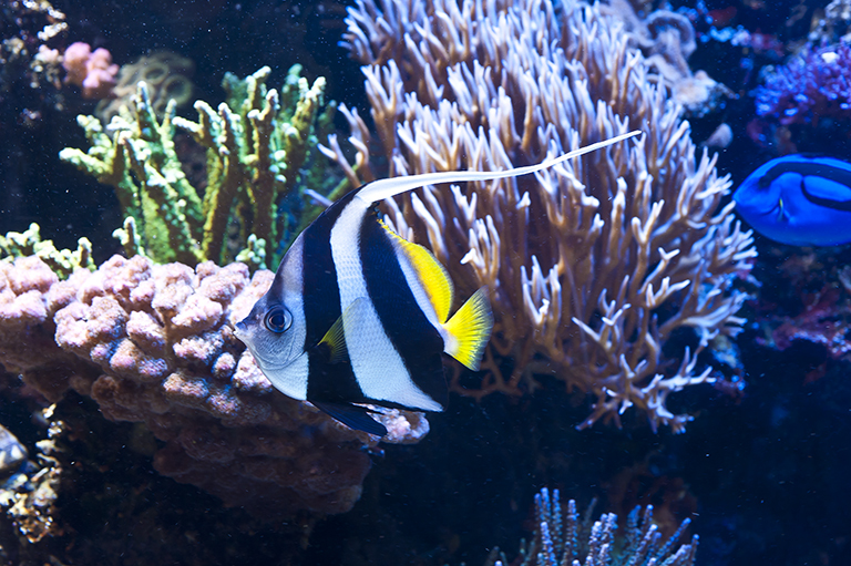 Image of Bannerfish