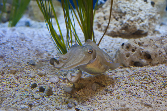 Image of Pharaoh Cuttlefish