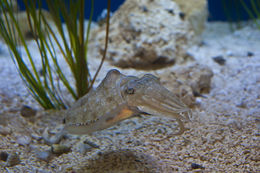 Image of Pharaoh Cuttlefish
