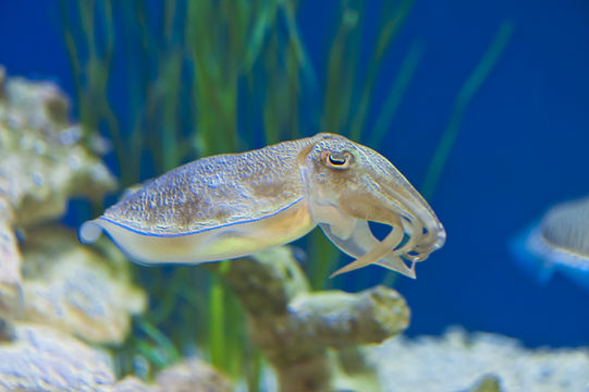 Image of Pharaoh Cuttlefish