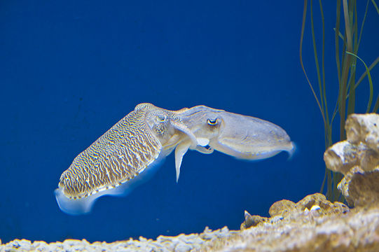 Image of Pharaoh Cuttlefish