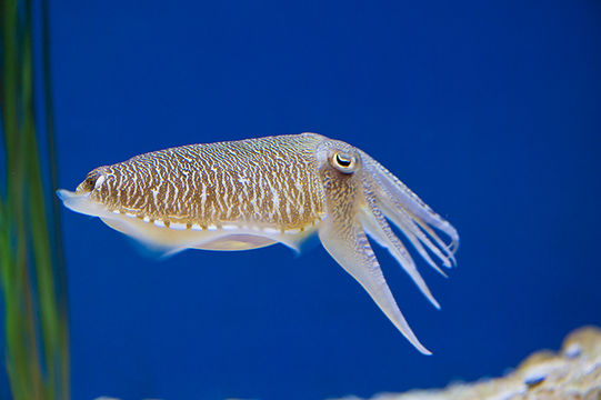 Image of Pharaoh Cuttlefish