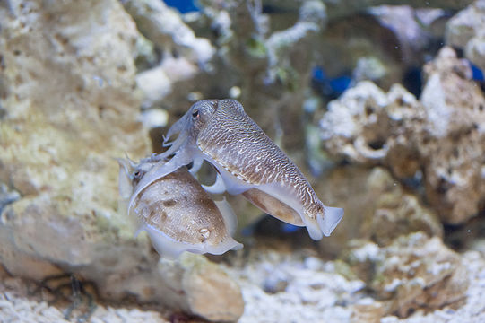 Image of Pharaoh Cuttlefish