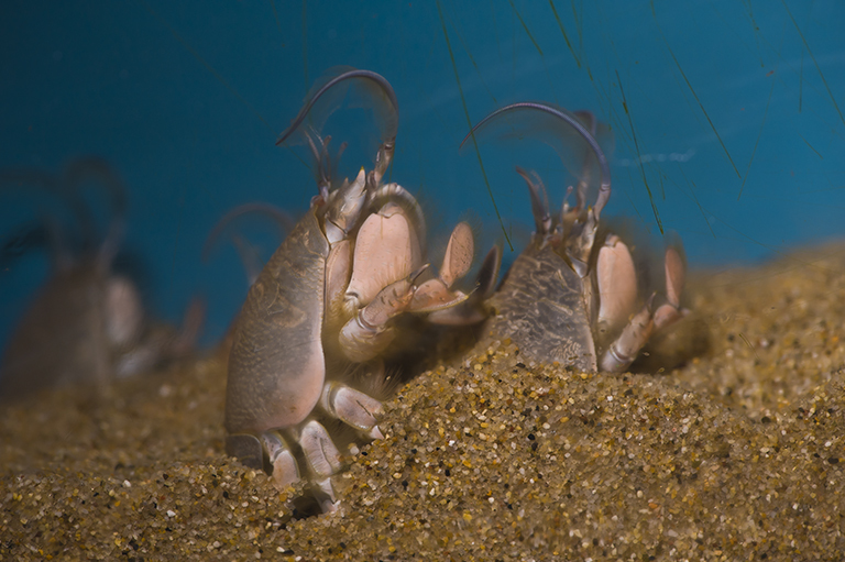 Image of Pacific Mole Crab