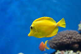 Image of Lemon Sailfin