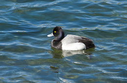 Image of Greater Scaup