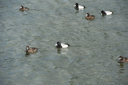 Image of Greater Scaup