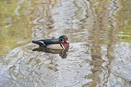 Image of Wood Duck