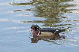 Image of Wood Duck