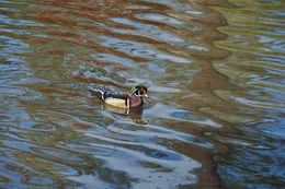 Image of Wood Duck