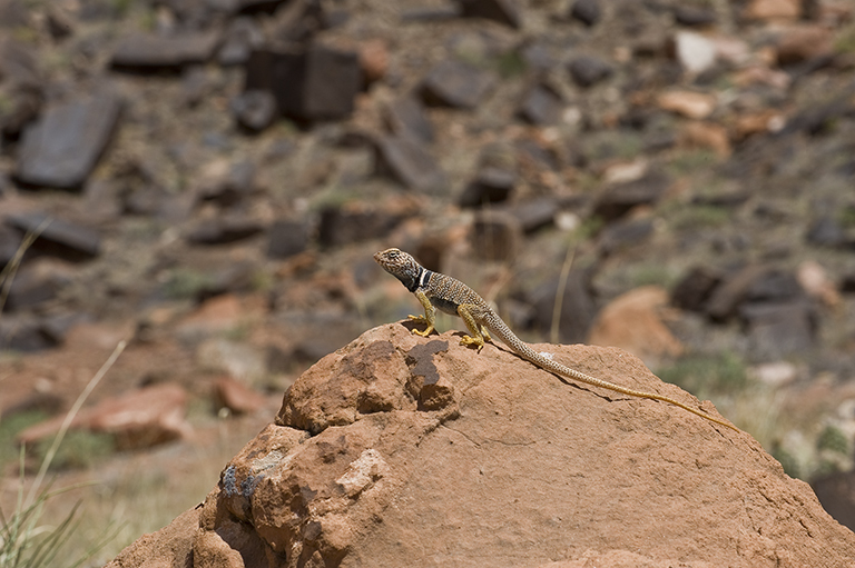 Image of Great Basin Collared Lizard