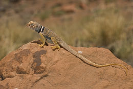 Image of Great Basin Collared Lizard