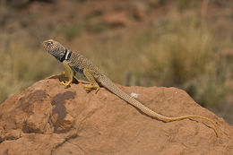 Image of Great Basin Collared Lizard